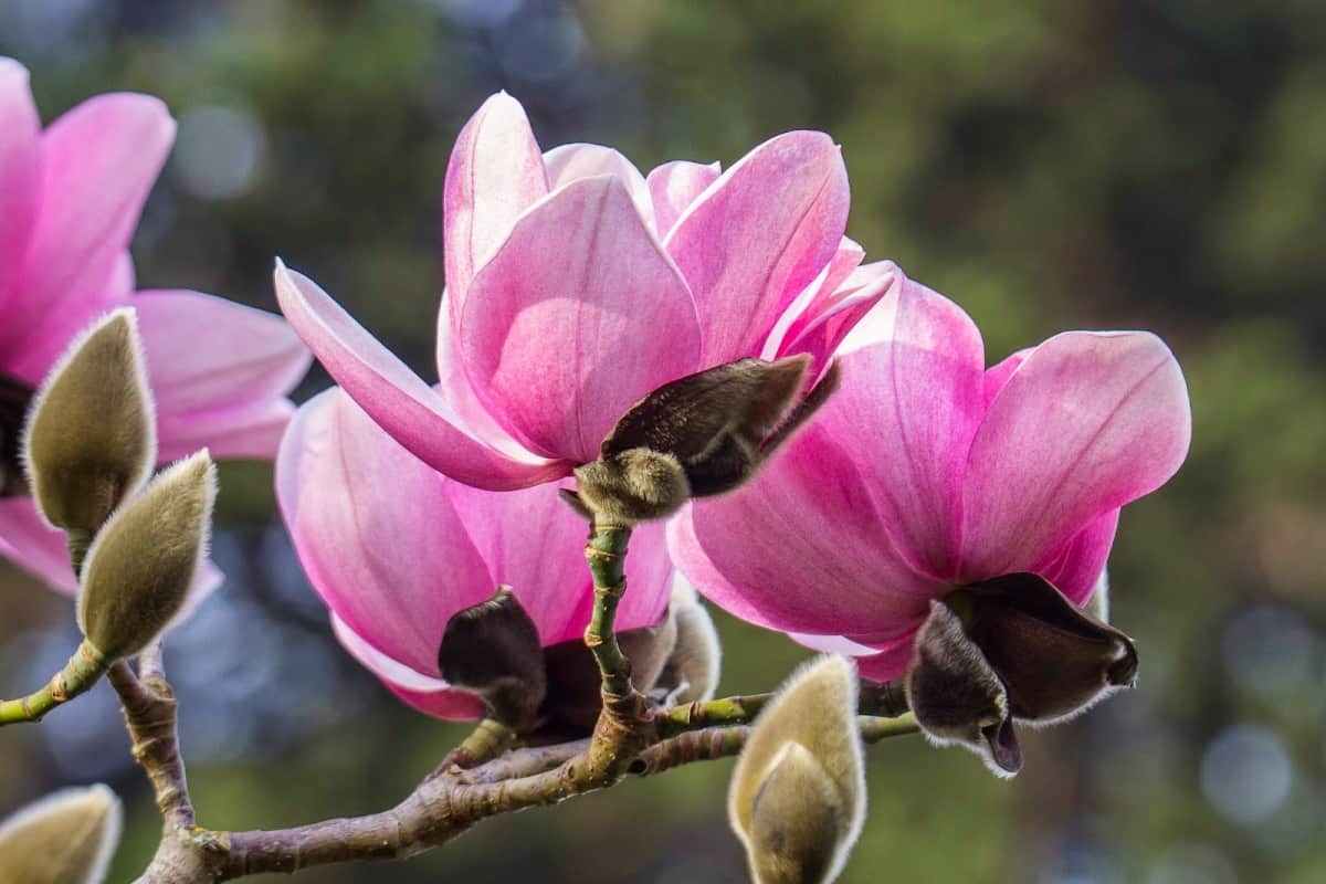 svorio netekimas iš magnolijos žievės riebalų netekimas per pilvą