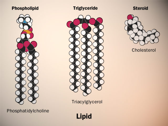 kaip prarasti lipidų riebalus